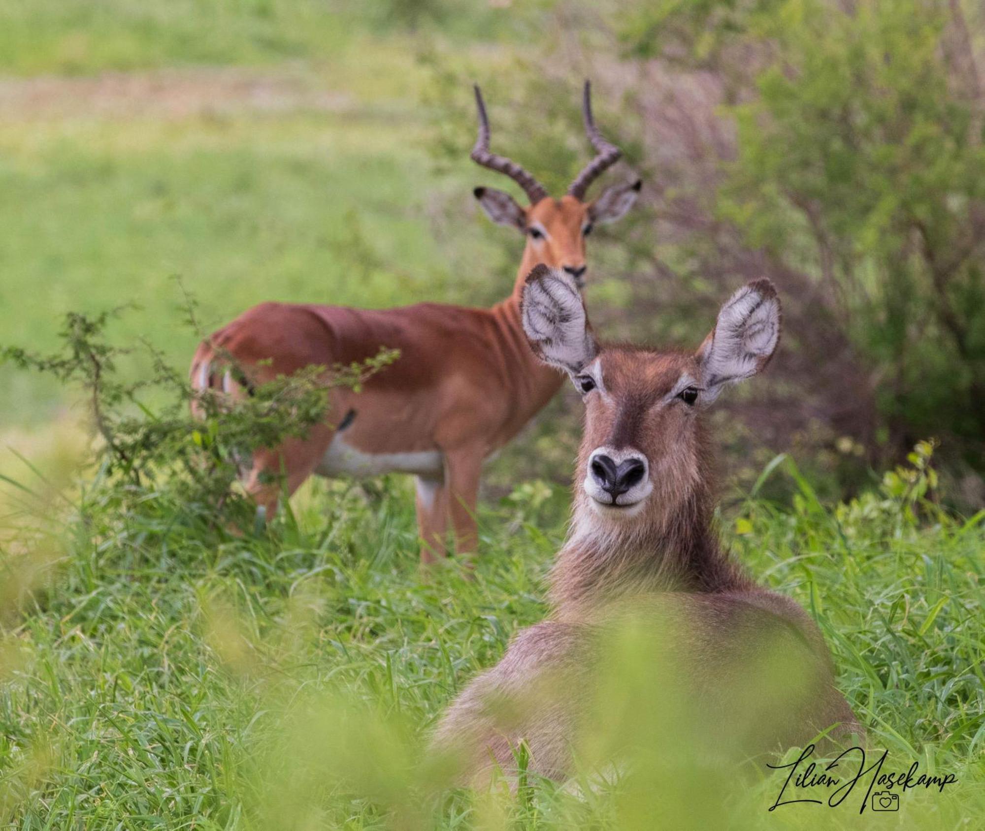 Hasekamp Family Bush Lodge Hoedspruit Eksteriør billede