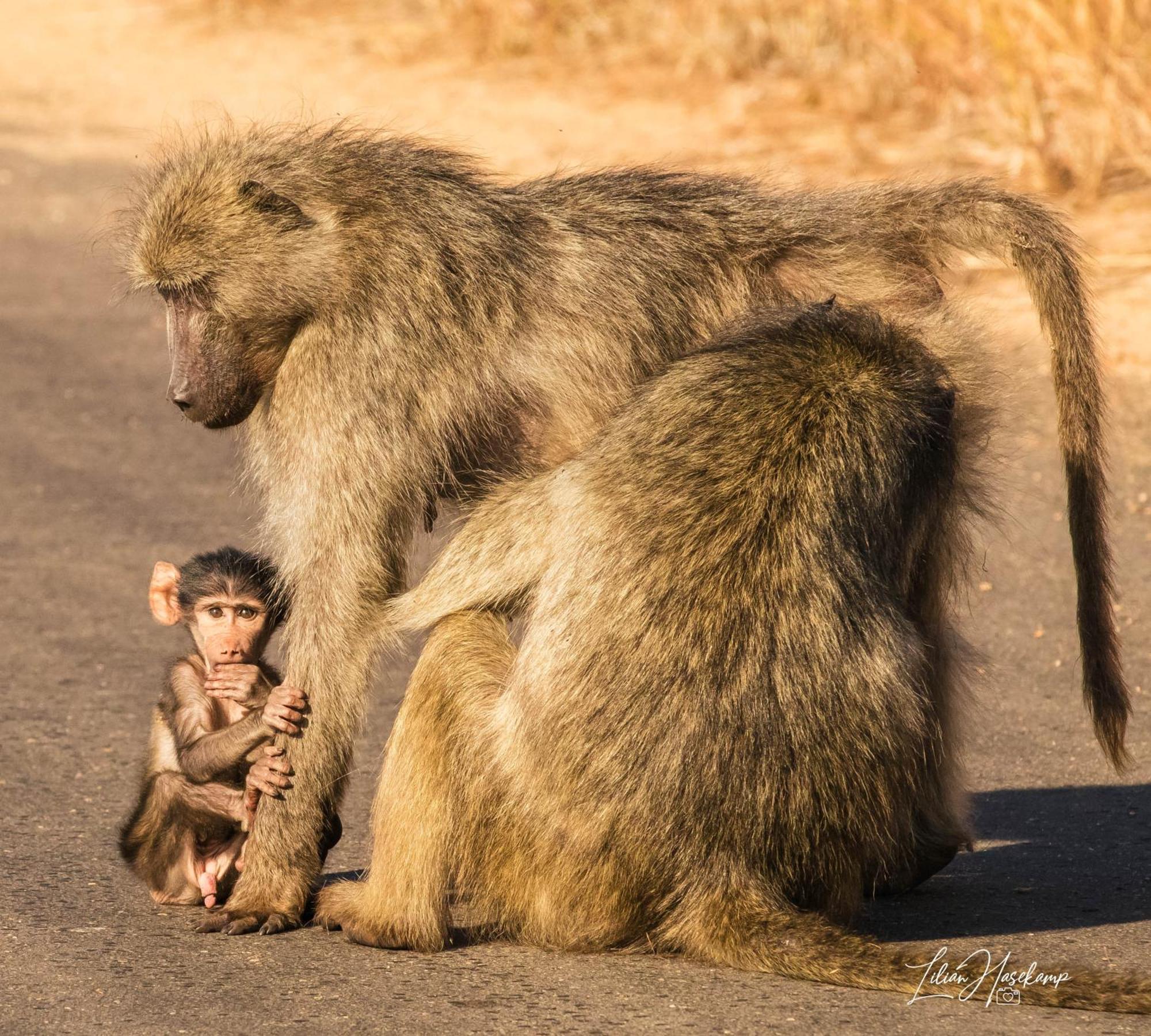 Hasekamp Family Bush Lodge Hoedspruit Eksteriør billede